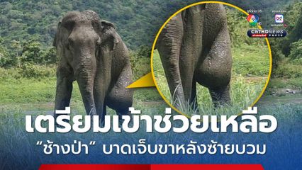เตรียมปฏิบัติการช่วยเหลือ “ช้างป่า” ขาหลังซ้ายบบาดเจ็บ มีอาการบวม 