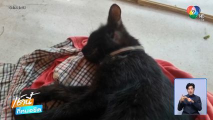 เจ้าของเศร้า เพื่อนบ้านหลอนยายิงแมว