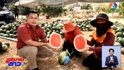 แตงโมหน้าสวน ราคาร่วงหนัก