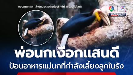 พ่อนกเงือกแสนดี ป้อนอาหารแม่นกที่กำลังเลี้ยงลูกในรัง