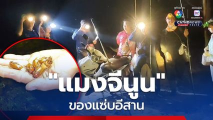 ของอร่อย "แมงจีนูนแดงใหญ่" หลังป่าแตกใบสะพรั่ง นับขายตัวละ 1 บาท