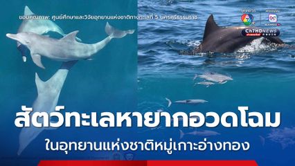พบสัตว์ทะเลหายาก 3 ชนิด โผล่อวดโฉมในอุทยานแห่งชาติหมู่เกาะอ่างทอง