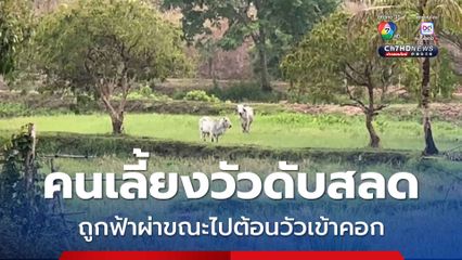 ฟ้าผ่าต้นมะพร้าวทำให้คนเลี้ยงเสียชีวิต ขณะกำลังเดินผ่านจะไปต้อนวัวเข้าคอกก่อนฝนตก