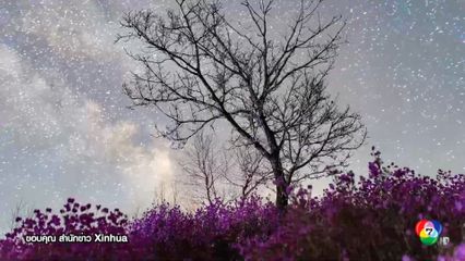 ดอกไม้ป่าผลิบานใต้ผืนฟ้าประดับ ทางช้างเผือก