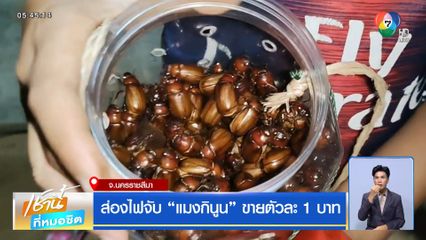 ส่องไฟจับ แมงกินูน ขายตัวละ 1 บาท