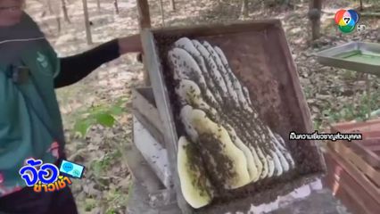 เลี้ยงผึ้งโพรงป่า ทำเงิน จ.อุทัยธานี