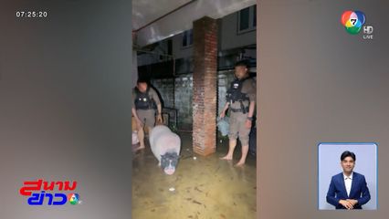 ช่วยหมู สมหวัง หนีน้ำท่วม 