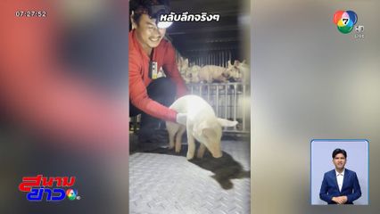 ขอได้ไหม ! หมูขี้เซา ไม่อยากเข้าโรงเชือด