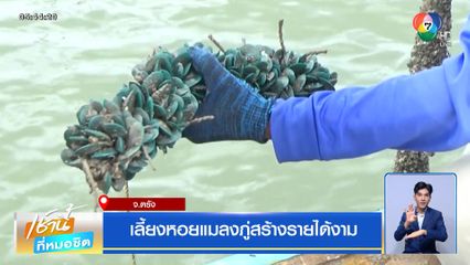 เลี้ยงหอยแมลงภู่สร้างรายได้งาม จ.ตรัง