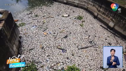 วิกฤตปลาลอยตายปริศนาในคลอง