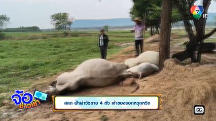 สลด ฟ้าผ่าวัวตาย 4 ตัว เจ้าของรอดหวุดหวิด