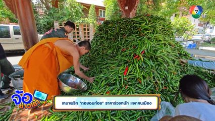 เหมาพริกดอยอมก๋อย ราคาร่วงหนัก แจกคนเมือง