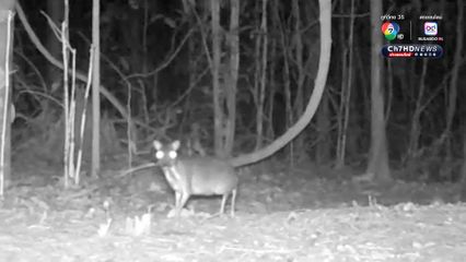 อุดมสมบูรณ์ ! หมีควาย-สัตว์ป่าหายากหากินในอุทยานแห่งชาติศรีพังงา