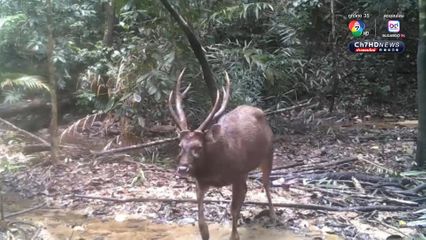 อุดมสมบูรณ์ ! หมีควาย-สัตว์ป่าหายากหากินในอุทยานแห่งชาติศรีพังงา