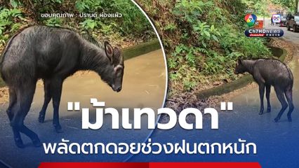 “ม้าเทวดา” พลัดตกดอยช่วงฝนตกหนัก