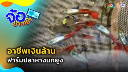 อาชีพเงินล้าน ฟาร์มปลาหางนกยูง