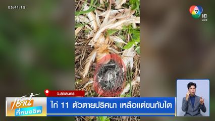 ไก่ 11 ตัวตายปริศนา เหลือแต่ขนกับไต
