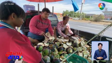 เก็บฝักคูนขาย รายได้ดี วันละ 2,000 บาท