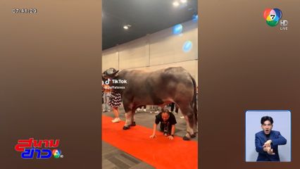 ฮือฮา ลอดท้องเจ้า คิงคอง น้องควายยักษ์ใหญ่ที่สุดในโลก