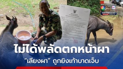 เลียงผาไม่ได้เกิดอุบัติเหตุพลัดตกหน้าผา แต่ถูกคนดักยิง บาดเจ็บเท้าหลังทั้ง 2 ข้าง