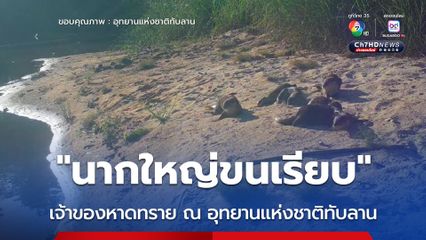 “นากใหญ่ขนเรียบ” เจ้าของหาดทราย ณ อุทยานแห่งชาติทับลาน