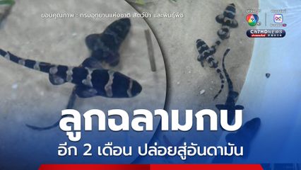 ไข่ฉลามกบคอกแรก 14 ตัว อีก 2 เดือนปล่อยคืนอันดามัน