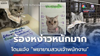 แจ้งข้อหาหนัก เพื่อไม่ให้หมู่แมวเอาเป็นเยี่ยงอย่าง