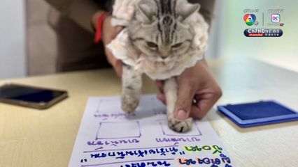 แจ้งข้อหาหนัก เพื่อไม่ให้หมู่แมวเอาเป็นเยี่ยงอย่าง