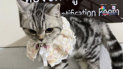 แจ้งข้อหาหนัก เพื่อไม่ให้หมู่แมวเอาเป็นเยี่ยงอย่าง