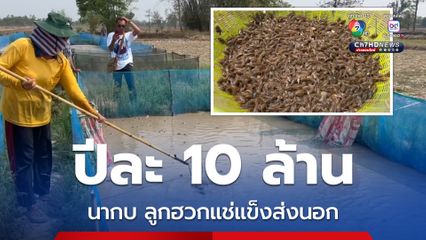 ลูกฮวกแช่แข็งส่งออก นากบโกยเงินปีละ 10 ล้าน