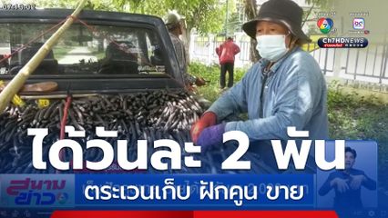 เก็บฝักคูนขาย รายได้ดี วันละ 2,000 บาท