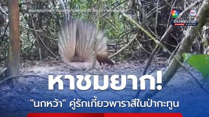 หาชมยาก “นกหว้า” คู่รักเกี้ยวพาราสีในป่ากะทูน