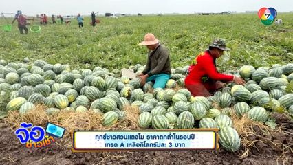 ทุกข์ชาวสวนแตงโม ราคาตกต่ำในรอบปี เกรด A เหลือกิโลกรัมละ 3 บาท