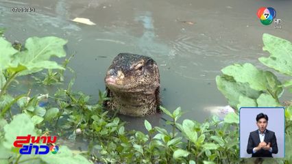 สุดเศร้า ตัวเหี้ย กินซากทารก คาดแม่นำมาทิ้ง