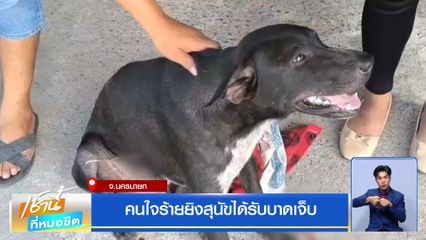 คนใจร้ายยิงสุนัขได้รับบาดเจ็บ