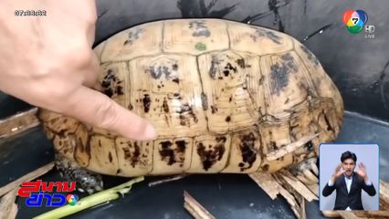 ฮือฮา เต่าสีทอง เชื่อจะมาให้โชค จ.ปราจีนบุรี