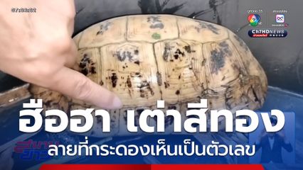 ฮือฮา เต่าสีทอง เชื่อจะมาให้โชค จ.ปราจีนบุรี