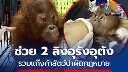 เจ้าหน้าที่รวบแก๊งลักลอบค้าสัตว์ป่า พร้อมยึดลิงอุรังอุตัง 2 ตัว มูลค่ากว่า 2.5 แสนบาท 