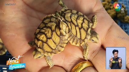 แห่ส่องเต่าแฝดตัวติดกัน ให้โชคแล้ว 6 งวด