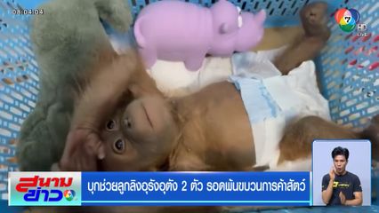 บุกช่วยลูกลิงอุรังอุตัง เหยื่อขบวนการค้าสัตว์