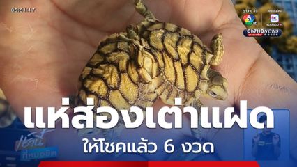แห่ส่องเต่าแฝดตัวติดกัน ให้โชคแล้ว 6 งวด