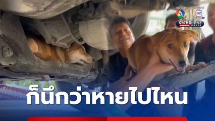 เจ้าของหัวจะปวด ช่วยเจ้าแดงมุดติดอยู่ใต้ห้องเครื่องรถยนต์ ลำบากเข้าอู่ช่วยออกมา