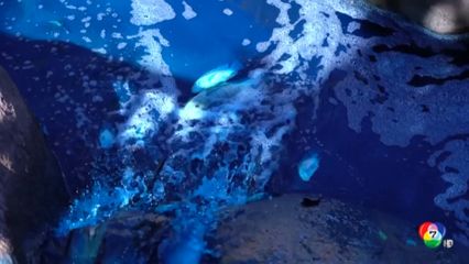 สีย้อมผ้ารั่วไหลทำทะเลสาบและสัตว์กลายเป็นสีฟ้า