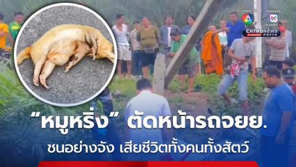  “หมูหริ่ง” วิ่งตัดหน้า รถจยย.ชนอย่างจับ รถเสียหลักอัดเสาไฟฟ้า ดับทั้งคนทั้งหมูหริ่ง