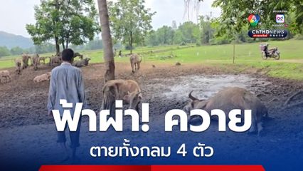 สุดเศร้า! “อุทัยธานี” ฟ้าผ่ารอบเดียว ควายตายทั้งกลมทันที 4 ตัว ลูกควายเผือกร้องหาแม่สุดสลด