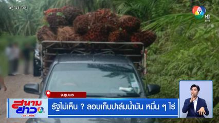 รัฐไม่เห็น ? ลอบเก็บปาล์มน้ำมัน หมื่น ๆ ไร่