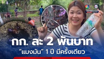 ชาวบ้านแห่จับแมงมัน 1 ปี มีครั้ง ขายกิโลกรัมละ 2 พันบาท