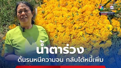 ข้าวราคาถูก ชาวนาหนีมาปลูกดาวเรือง ราคาร่วงหนักกลายเป็นได้หนี้เพิ่ม