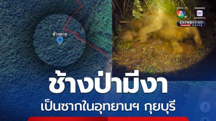 พบซากช้างป่า ในอุทยานฯ กุยบุรี ชายป่าใกล้แปลงสับปะรด