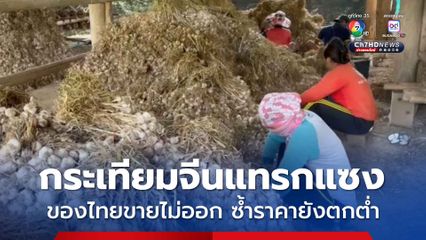 กระเทียมจีนแทรกแซง กระเทียมสายน้ำแร่พันธุ์ดีของไทยขายไม่ออก ซ้ำราคายังตกต่ำ